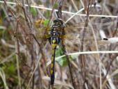 Nordische Moosjungfer W. (Leucorrhinia rubicunda)-L. Klasing