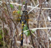 Nordische Moosjungfer W. (Leucorrhinia rubicunda)-L. Klasing