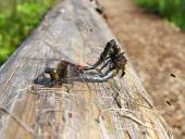 Paarung: Nordische Moosjungfer (Leucorrhinia rubicunda)-L. Klasing
