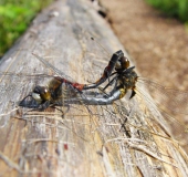 Paarung: Nordische Moosjungfer (Leucorrhinia rubicunda)-L. Klasing