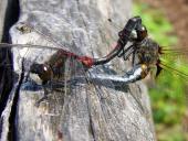 Paarung: Nordische Moosjungfer (Leucorrhinia rubicunda)-L. Klasing