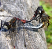 Paarung: Nordische Moosjungfer (Leucorrhinia rubicunda)-L. Klasing