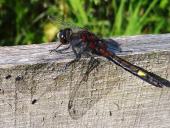 Große Moosjungfer M. (Leucorrhinia pectoralis)-L. Klasing