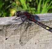 Große Moosjungfer M. (Leucorrhinia pectoralis)-L. Klasing