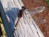 Große Moosjungfer M. (Leucorrhinia pectoralis)-L. Klasing