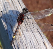 Große Moosjungfer M. (Leucorrhinia pectoralis)-L. Klasing