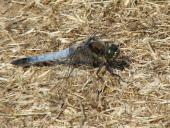 Großer Blaupfeil M. (Orthetrum cancellatum)-L. Klasing