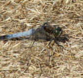 Großer Blaupfeil M. (Orthetrum cancellatum)-L. Klasing