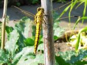 Großer Blaupfeil W. (Orthetrum cancellatum)-L. Klasing