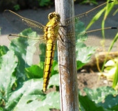 Großer Blaupfeil W. (Orthetrum cancellatum)-L. Klasing