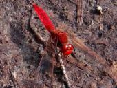 Feuerlibelle (Crocothemis erythraea)-L. Klasing