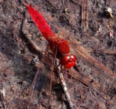 Feuerlibelle (Crocothemis erythraea)-L. Klasing