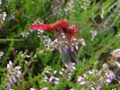 Feuerlibelle (Crocothemis erythraea)-L. Klasing