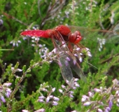 Feuerlibelle (Crocothemis erythraea)-L. Klasing