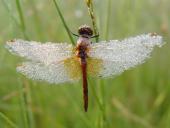 Gefleckte Heidelibelle M. (Sympetrum flaveolum)-L. Klasing