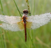 Gefleckte Heidelibelle M. (Sympetrum flaveolum)-L. Klasing