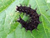 Raupe Landkärtchen (Araschnia levana)-L. Klasing