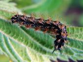 Raupe Landkärtchen (Araschnia levana)-L. Klasing