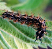 Raupe Landkärtchen (Araschnia levana)-L. Klasing