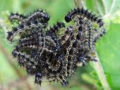 Raupen Kleiner Fuchs (Aglais urticae)-L. Klasing