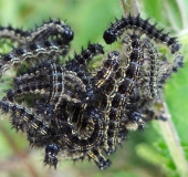 Raupen Kleiner Fuchs (Aglais urticae)-L. Klasing