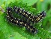 Raupen Kleiner Fuchs (Aglais urticae)-L. Klasing