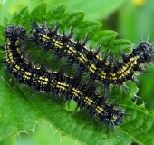 Raupen Kleiner Fuchs (Aglais urticae)-L. Klasing