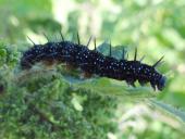 Raupe Tagpfauenauge (Inarchis io)-L. Klasing