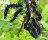 Raupe Tagpfauenauge (Inarchis io)-L. Klasing