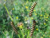 Raupe Jacobskrautbär (Tyria jcobaea)-L. Klasing