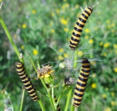 Raupe Jacobskrautbär (Tyria jcobaea)-L. Klasing