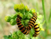 Raupe Jacobskrautbär (Tyria jcobaea)-L. Klasing