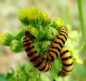 Raupe Jacobskrautbär (Tyria jcobaea)-L. Klasing