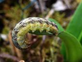 Raupe Hausmutter (Noctua pronuba)-L. Klasing