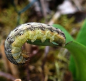 Raupe Hausmutter (Noctua pronuba)-L. Klasing