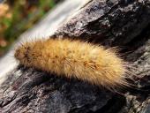 Raupe Zimtbär (Phragmatobia fuliginosa)-L. Klasing