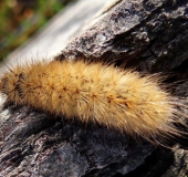 Raupe Zimtbär (Phragmatobia fuliginosa)-L. Klasing