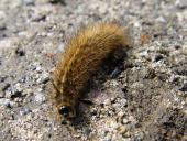 Raupe Zimtbär (Phragmatobia fuliginosa)-L. Klasing