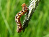 Raupe: Großer Frostspanner (Erannis defoliaria)-L. Klasing