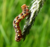 Raupe: Großer Frostspanner (Erannis defoliaria)-L. Klasing