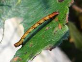 Raupe: Eichen-Gürtelpuppenspanner (Cyclophora punctaria)-L. Klasing