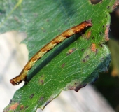 Raupe: Eichen-Gürtelpuppenspanner (Cyclophora punctaria)-L. Klasing