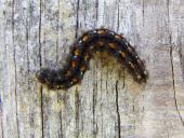 Raupe: Gelbleib-Flechtenbärchen (Eilema complana)-L. Klasing