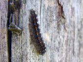 Gelbleib-Flechtenbärchen (Eilema complana)-L. Klasing