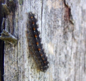 Gelbleib-Flechtenbärchen (Eilema complana)-L. Klasing