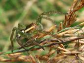 Gerandete Jagdspinne (Dolomedes fimbriatus)-L. Klasing