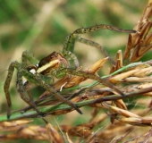 Gerandete Jagdspinne (Dolomedes fimbriatus)-L. Klasing