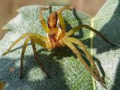 Gerandete Jagdspinne (Dolomedes fimbriatus)-L. Klasing