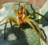 Gerandete Jagdspinne (Dolomedes fimbriatus)-L. Klasing