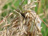 Mit Kokon, Gerandete Jagdspinne (Dolomedes fimbriatus)-L. Klasing